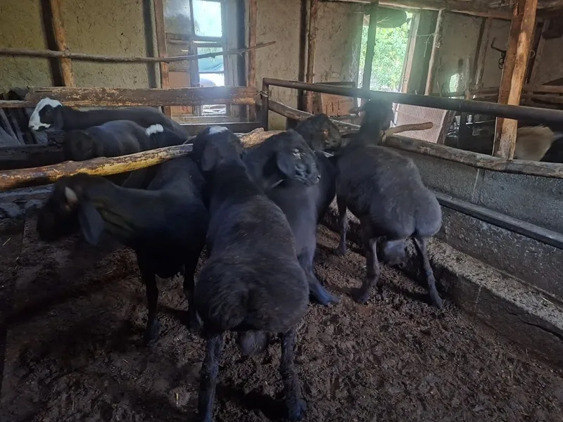Кучкорлар сотилади 2