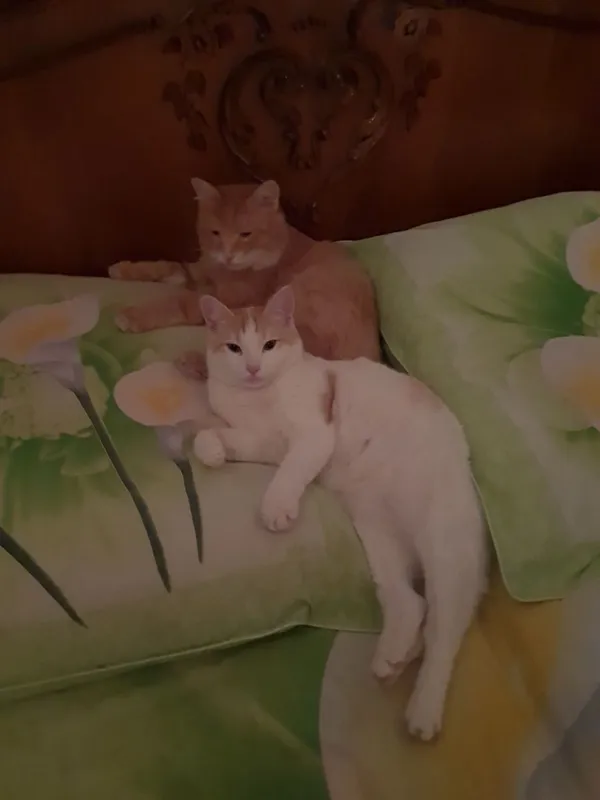 Передержка для кошек
