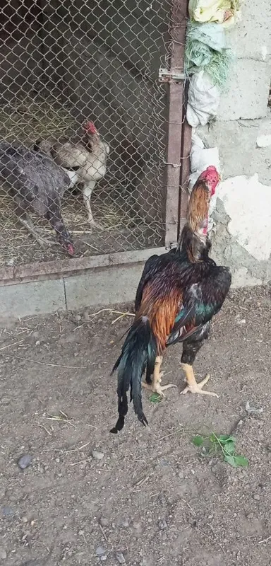 Tuxumlari sotiladi 2