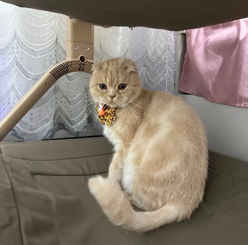 Scotish fold shinshila paroda скотиш фолд srochno 1