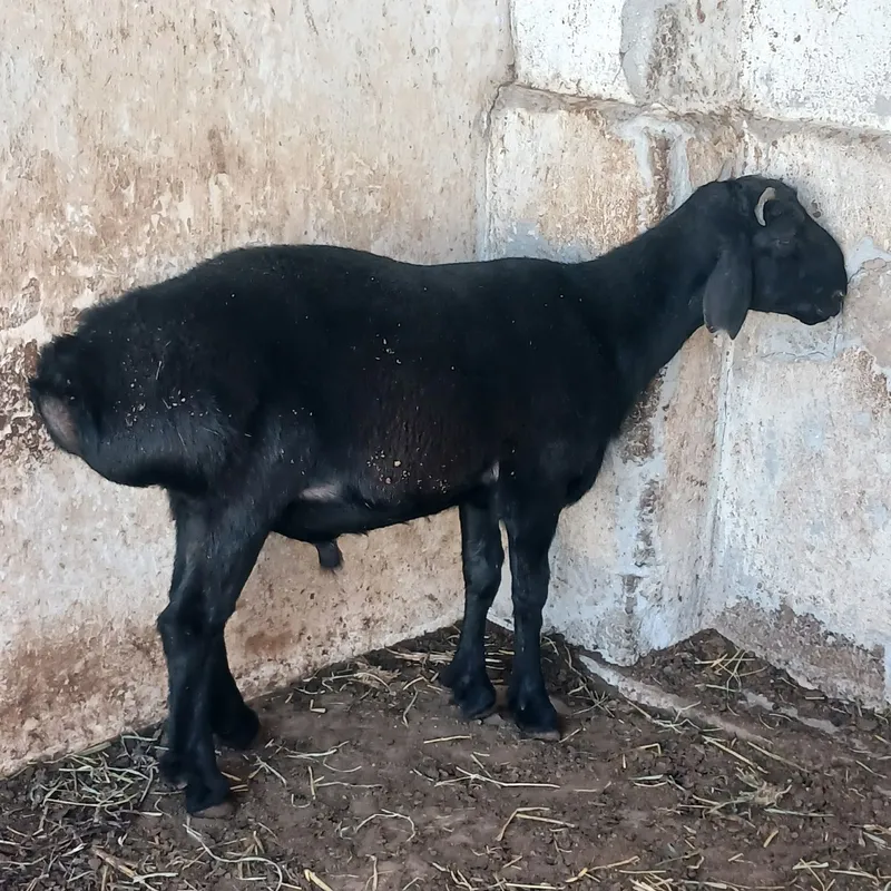 Кучкорлар сотилади. 5