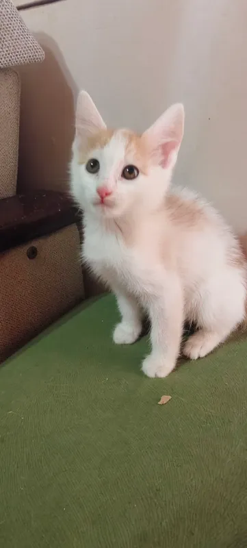котенок мальчик 1 котенок мальчик 1