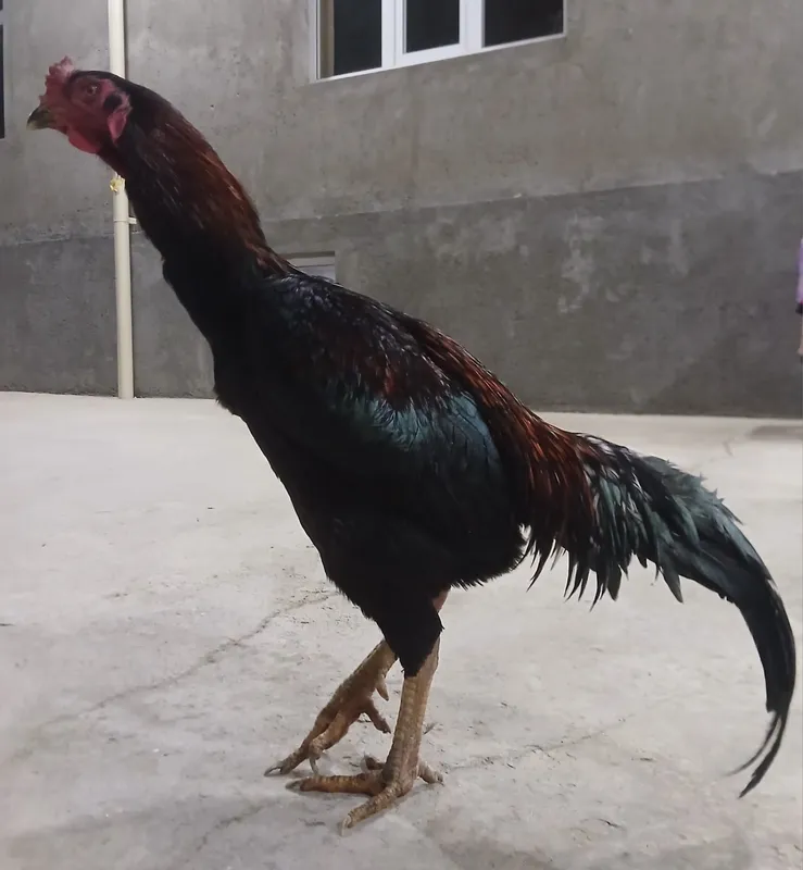 Kulangi: Dakan xoʻroz 5 Kulangi: Dakan xoʻroz 5