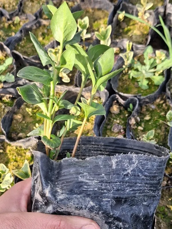 Barbinok kochati