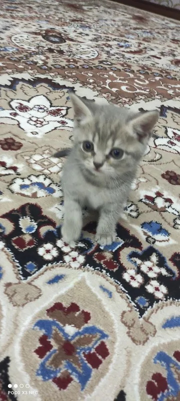 Mushukcha sotiladi zoti British Shorthair jinsi qiz ikki oylik 3