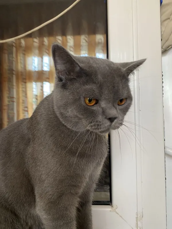 Вязка кошак, мушук чатиштириш 3