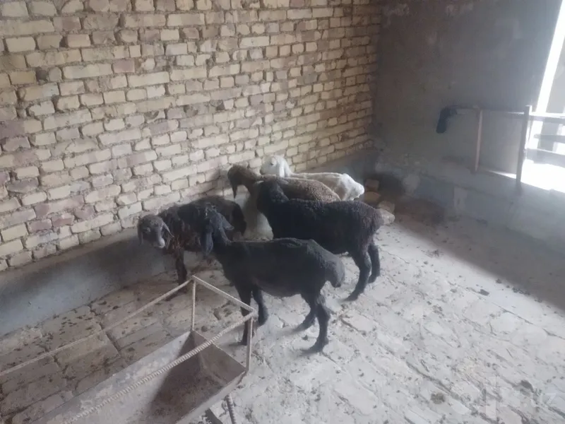 4 q6chqor 1 moda qazoqi barra 1 4 q6chqor 1 moda qazoqi barra 1