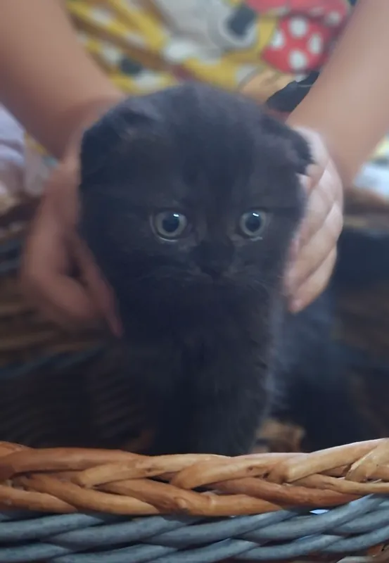 котята скоттиш фолд и скоттиш страйт 2 котята скоттиш фолд и скоттиш страйт 2