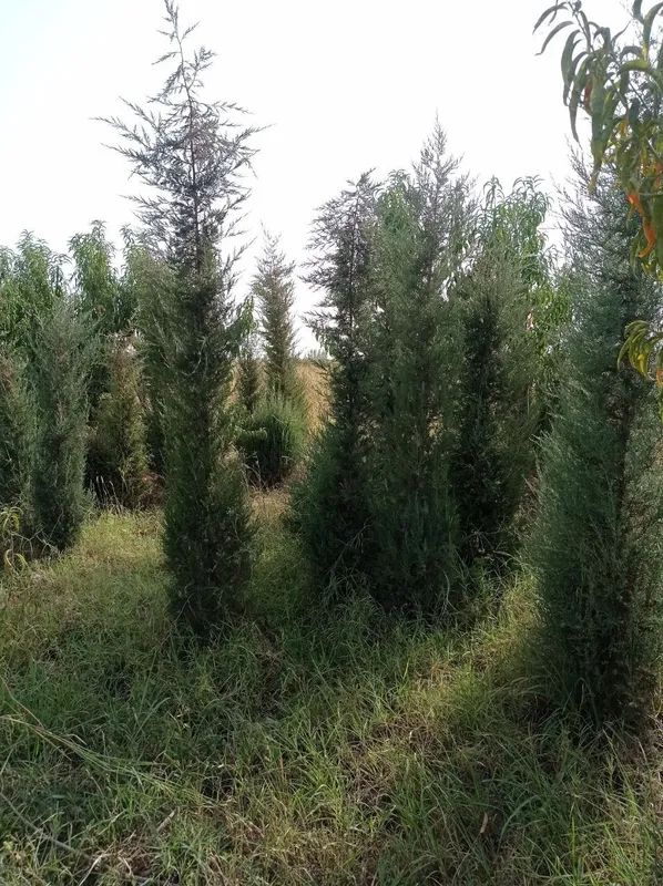 archa koʻchatlari bor — фото 2