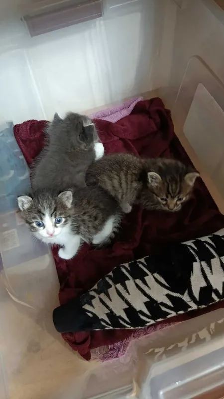 Котята в добрые руки — фото 1