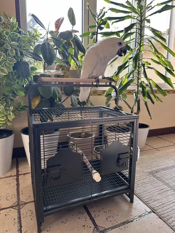 Какаду Голубо Глазый (Blue eyes cockatoo) 5 ойлик куш донга тушкан. — фото 3