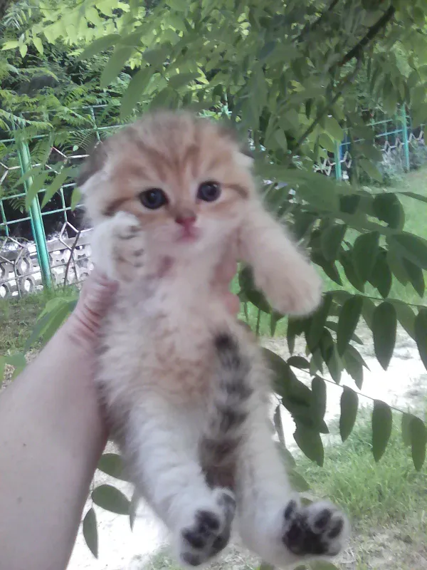 Продается котёнок — фото 2