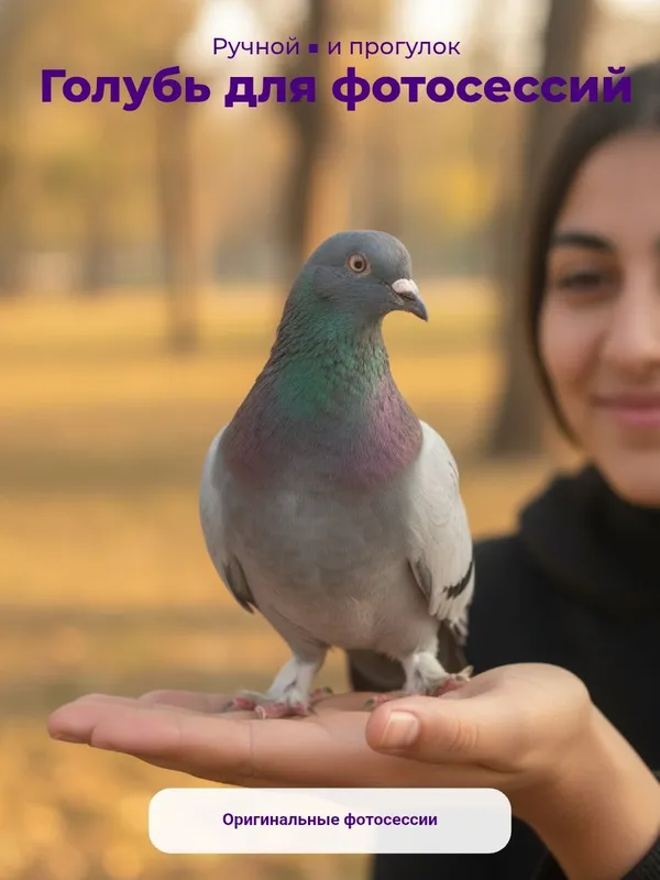 Голубь для фотосессий 1