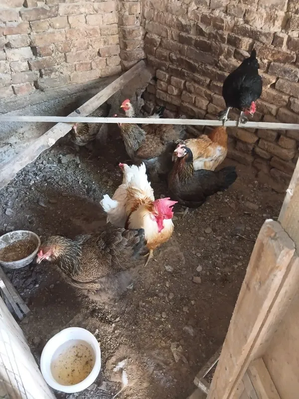 Уй товуклари сотилади. 3 Уй товуклари сотилади. 3