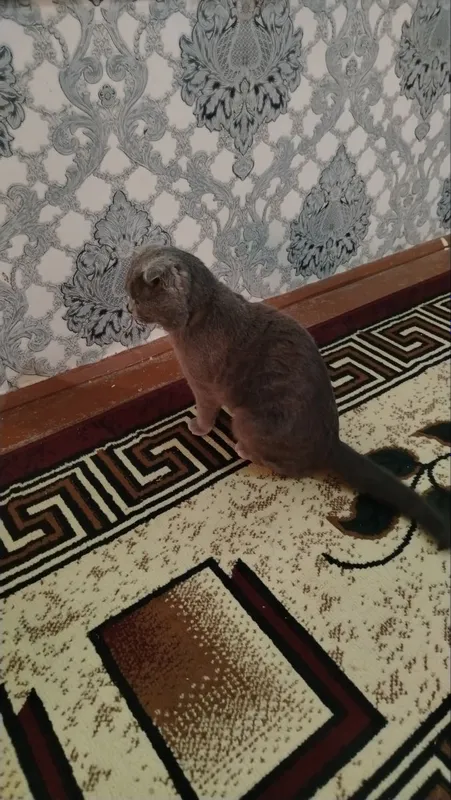 Mushuk sotiladi Arzonga bervoraman Sogʻlom Emlanga Mushuk sotiladi Arzonga bervoraman Sogʻlom Emlanga