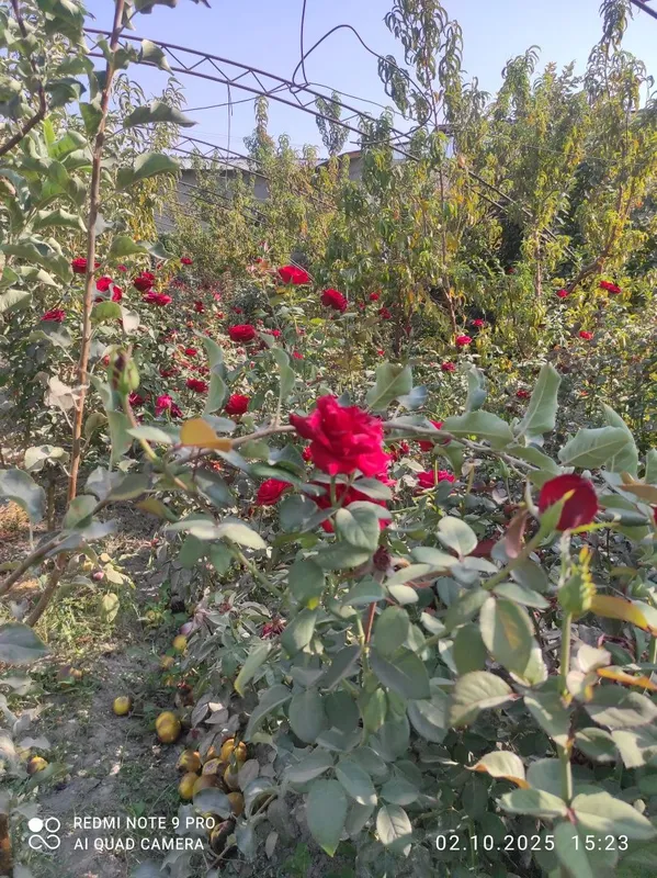 Роза атиргул atirgul koʻchatlari