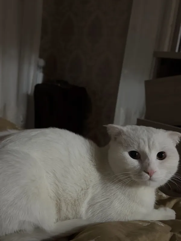 кот скотиш фолд 1.5 года — фото 1