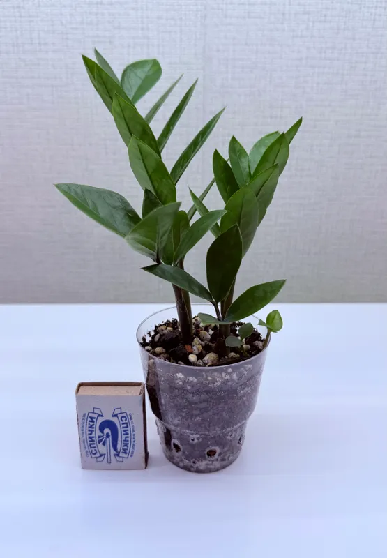 Zamiokulkas, xonaki gullar 2