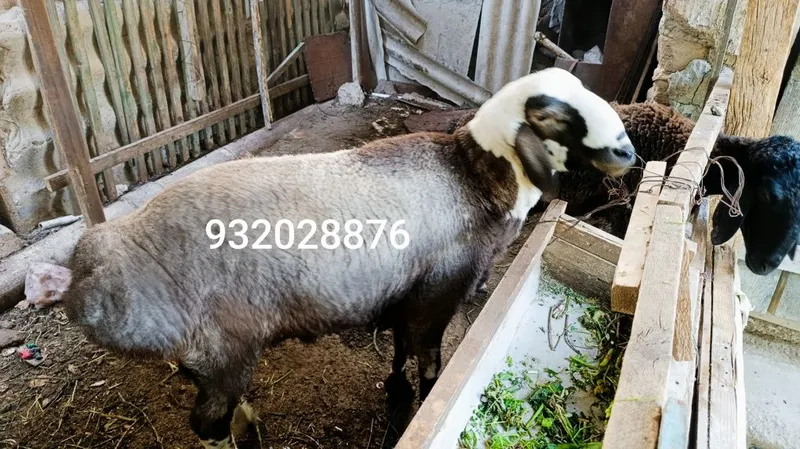 Кучкор сотилади соглом