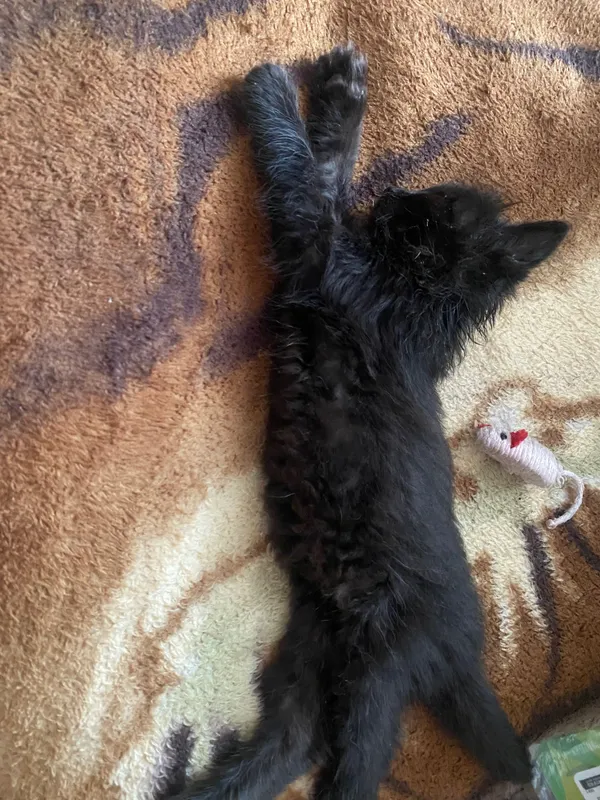 Бесплатно котенок в добрые руки 3 Бесплатно котенок в добрые руки 3