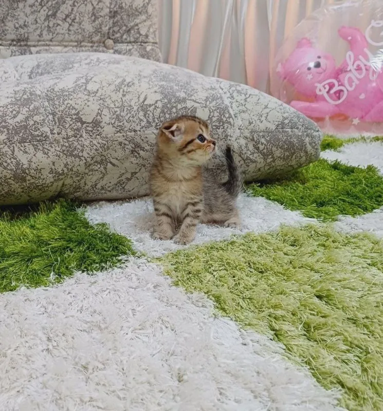 Продаются британские котята — фото 2
