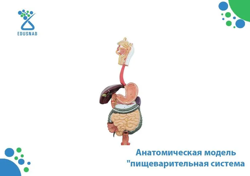 Анатомическая модель «Пищеварительная система»