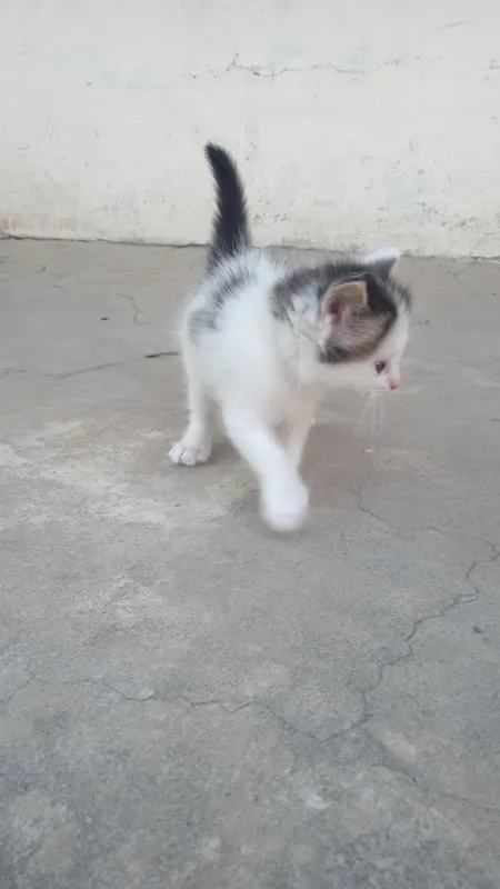 котята, — фото 2 котята, — фото 2