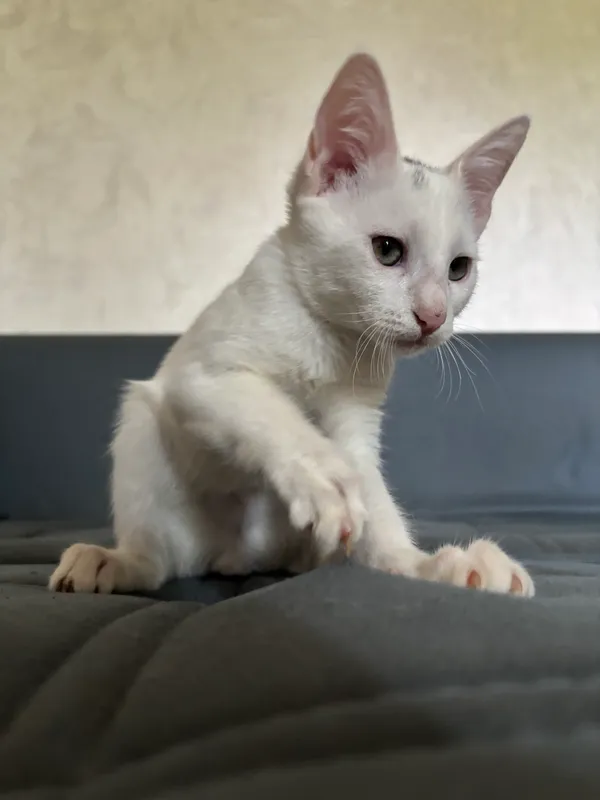 Котята в добрые руки 3