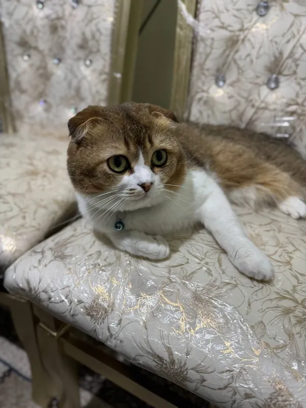 shatlan scottish fold vyazkaga qizlani 500.000 2