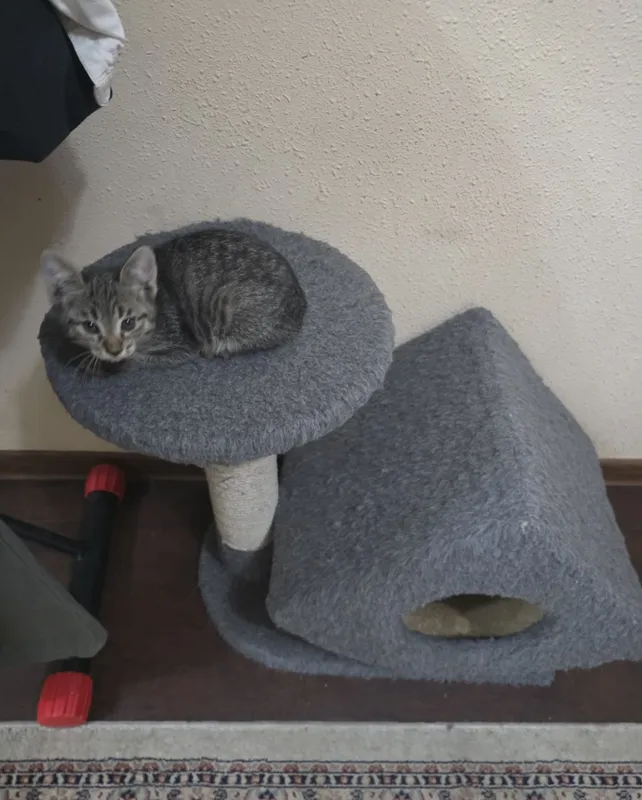 Котята, 3 месяца, бесплатно 4 Котята, 3 месяца, бесплатно 4