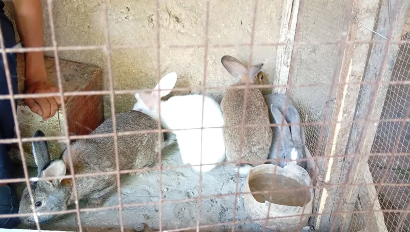 4ta qiz bola quyon sotiladi 1