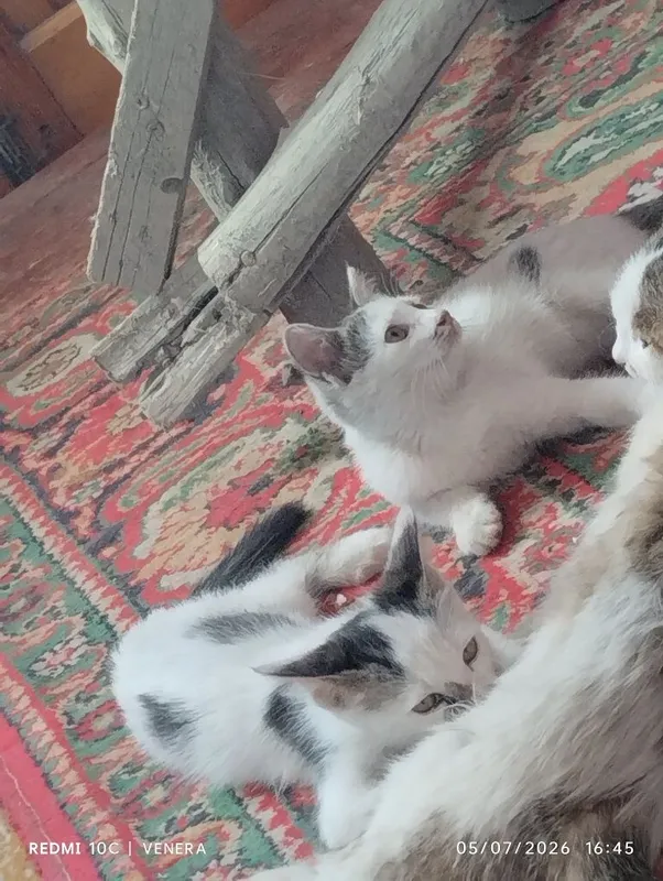 Mushukchalar mehrli boʻllarga beriladi 2 Mushukchalar mehrli boʻllarga beriladi 2