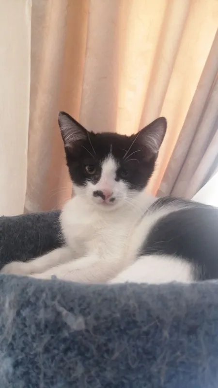 Котята в добрые руки — фото 4
