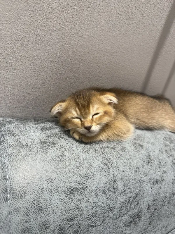 Кошка Шиншилла 2 месяцев 7 Кошка Шиншилла 2 месяцев 7