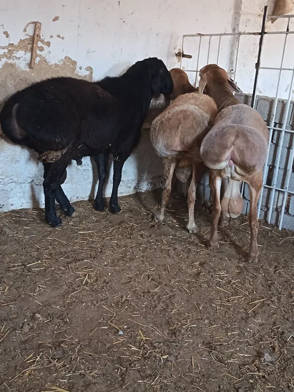 Qochqorla sotiladi 1 Qochqorla sotiladi 1