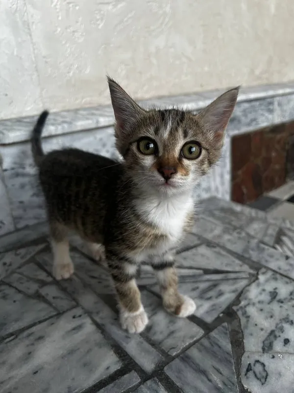 Отдам Котёнка в Хорошие Руки 2 Отдам Котёнка в Хорошие Руки 2