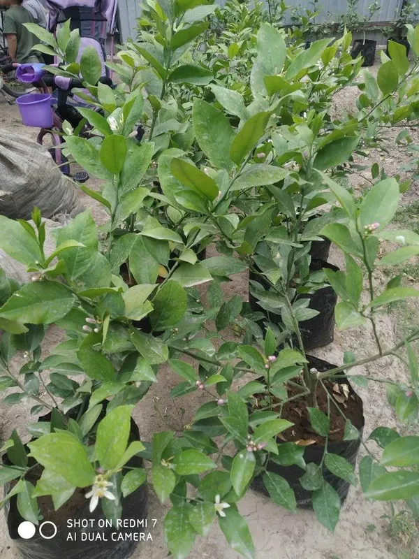 Sifatli yetishtirilgan ertapishar limon kochatlari — фото 1