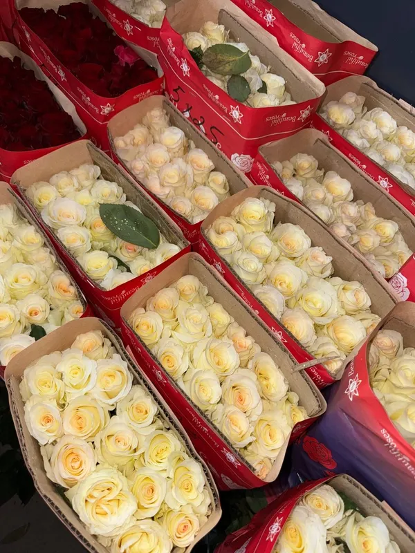 Розы- сорт Анастасия