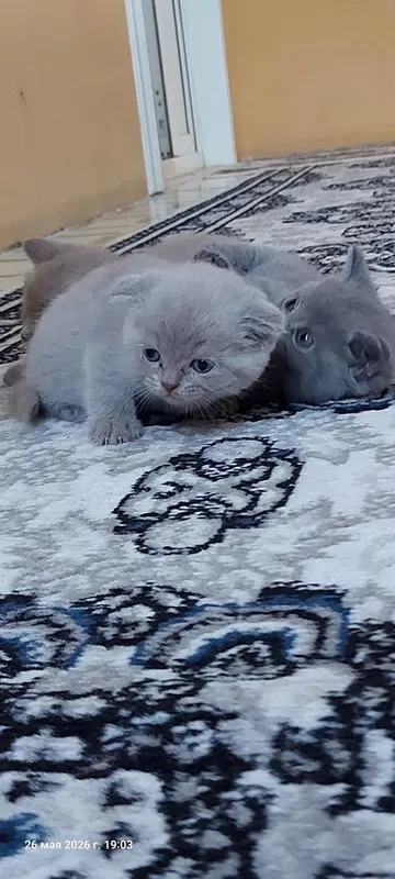 Котята: скоттиш-фолд и скоттиш-страйт 3 Котята: скоттиш-фолд и скоттиш-страйт 3