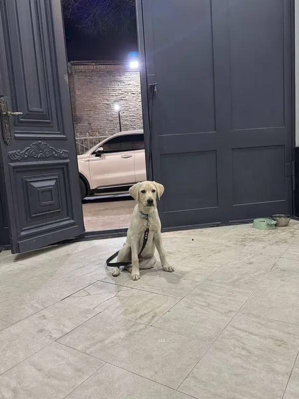 Sobaka poroda Labrador. Juda aqilli kuchuk. 5 oylik. Ota onasi klubniy