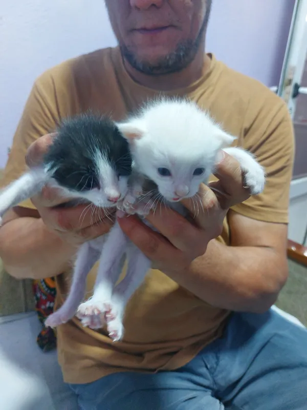 Добрые руки котята 1