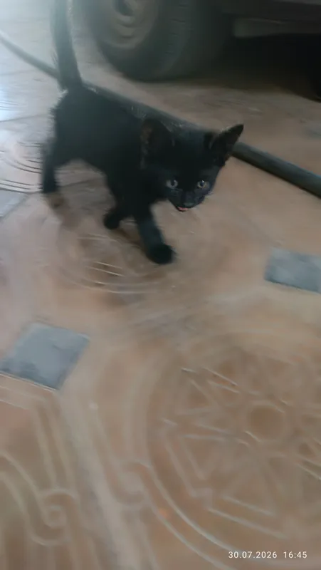 Котята, бесплатно . Оба мальчики 3