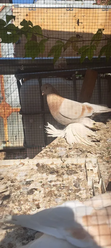 kabutarlar sotiladi sogʻlom 4