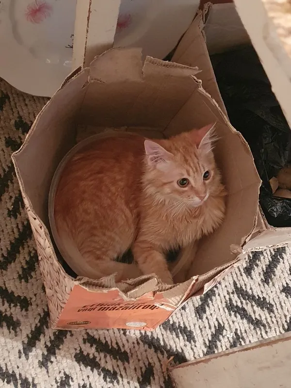 Даром отдам кота