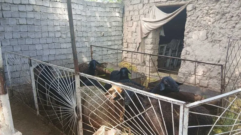 Nasildor qo'ylar va qo'zilar — фото 1