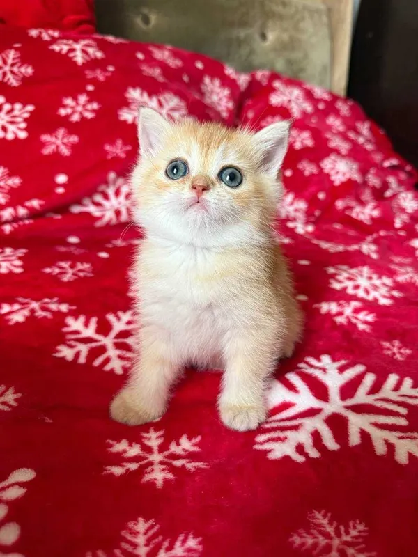 котята золотые шиншиллы