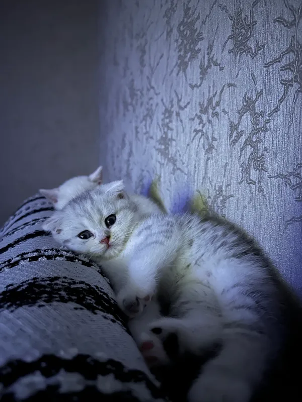 Вислоухая, серебристая шиншилла