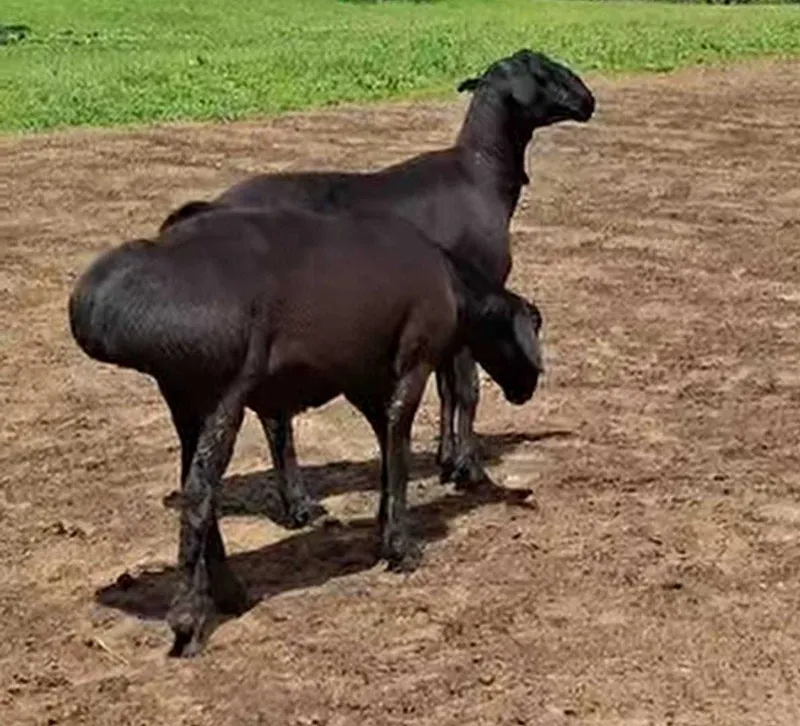 Qoy-qochqorlar sotiladi.