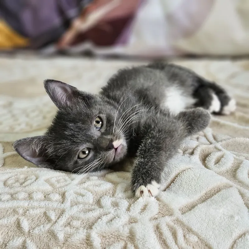Котята в поисках дома , Ташкент !!! — фото 2