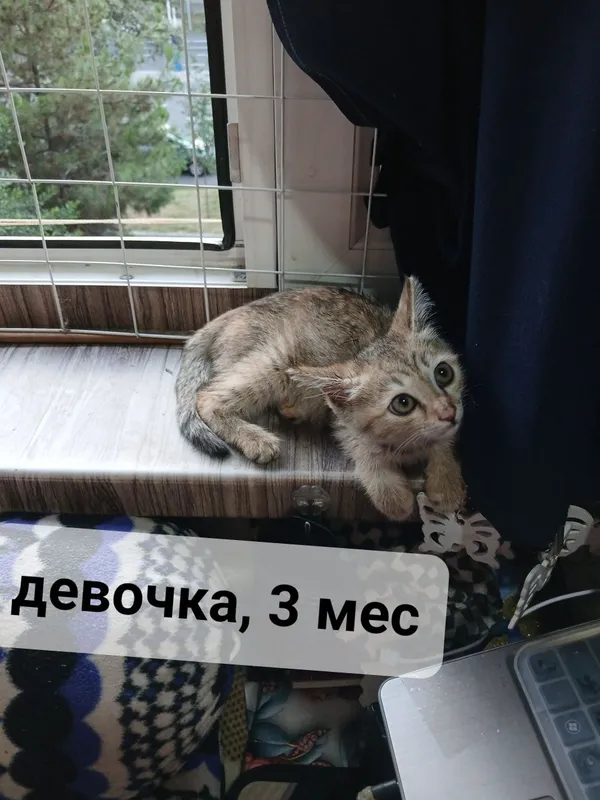 Пристаивается котенок- девочка 3 месяца — фото 2